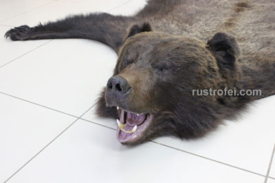 Шкура медведя с головой 190 см