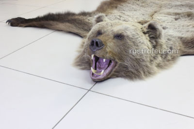 Шкура медведя с головой 180 см