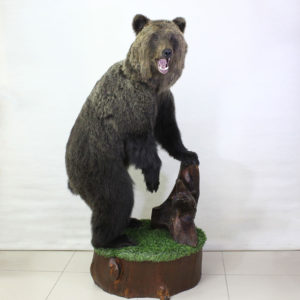 Чучело медведя купить в Москве